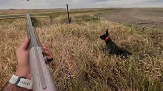 2023 South Dakota Pheasant Opener [upl. by Eseerahs618]