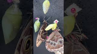 Butterfly Magic Witness Owl Butterfly Emergence [upl. by Norrag413]