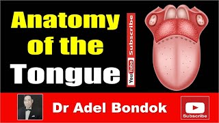 Anatomy of the Tongue Dr Adel Bondok [upl. by Aehtorod]