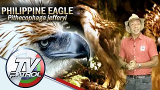 Philippine Eagle nakuhanan ng video sa Cotabato  Kaunting Kaalaman [upl. by Eba]