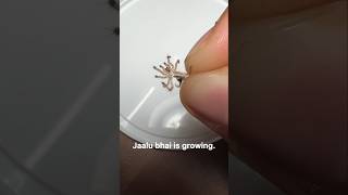 My pet Tarantula update🕷️🤩 pets insects spider animals wildlife [upl. by Oilut178]