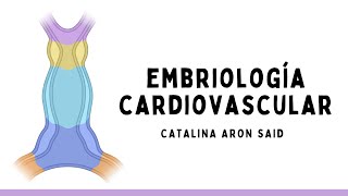 Embriología cardiovascular [upl. by Netsrejk547]