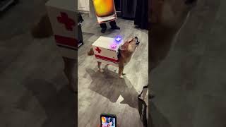 Emergency Paws Hilarious Dog Sirens that Sound Like Ambulances [upl. by Adli]