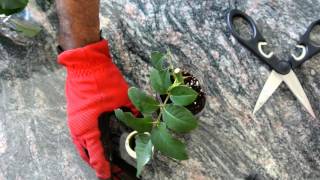 How to Grow Roses from Cuttings Fast and Easy [upl. by Assiram453]