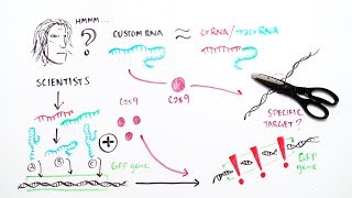 CRISPR A word processor for editing the genome  iBiology amp Youreka Science [upl. by Snashall]