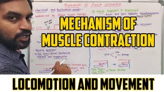 Mechanism Of Skeletal Muscle Contraction  NMDCAT 2023  Sliding Filament Model [upl. by Hairehcaz]