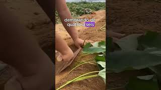 Veja o segredo da batata doce que ninguém te contou plantar curiosidades agricultura agro [upl. by Araet499]