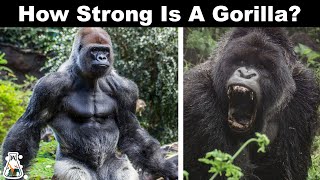 Why Gorillas Are So Strong [upl. by Les]