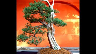 Expo Bonsai MX 2015 [upl. by Whitnell]