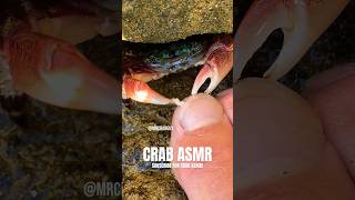 Satisfying Crab Eating  Crab ASMR [upl. by Aztiram]