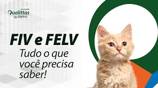 O que é FIV e FELV [upl. by Josephina]