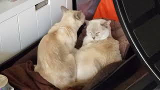 Tonkinese Cats Grooming amp Cuddling info [upl. by Onfroi]