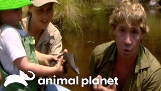 Steve Brings Baby Bindi To The Australian Coast  The Crocodile Hunter  Animal Planet [upl. by Adierf]