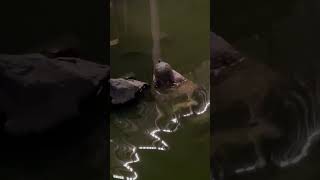 Lapita Turtle music dubai turtle [upl. by Harobed830]