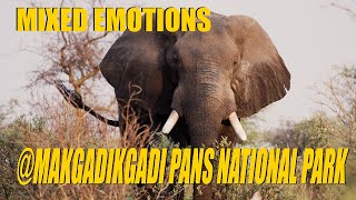 Botswana Overland Part 3  Mixed Emotions at Makgadikgadi Pans National Park [upl. by Posehn]