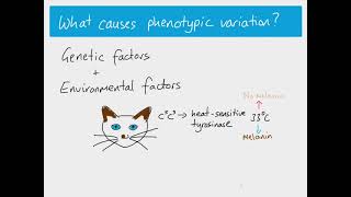 A2 Biology  Phenotypic Variation [upl. by Matusow]