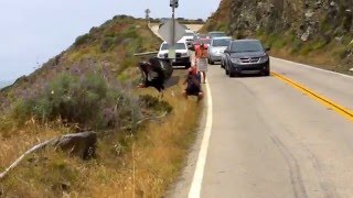 California Condor Takes Flight at Big Sur [upl. by Malinda]