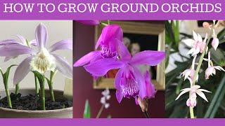 How to grow Chinese ground orchids Bletilla striata Pleione formosana amp Calanthe aristulifera [upl. by Appel]