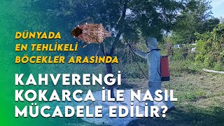 Dünyada en tehlikeli listesinde  Kahverengi kokarca ile nasıl mücadele edilir doğa tarımhaber [upl. by Rhona424]