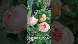 Jude the Obscure  David Austin Roses dreamrosegarden4094 in Wisconsin Zone5B กุหลาบ กุหลาบอังกฤษ [upl. by Diarmit]