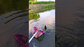 Hook Fishing In River 🎣 By Best Fish Bait 🌽 fishing hookfishing fish [upl. by Cynthla625]