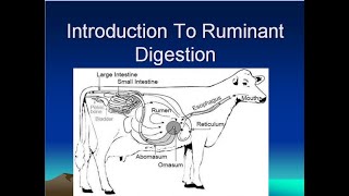 Digestive System of Ruminant Animals [upl. by Philomena]