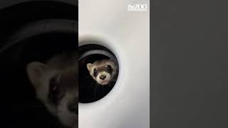 Blackfooted Ferret Spearmint Gives Keeper an Earful [upl. by Renrew]