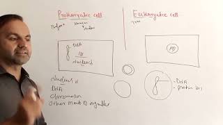 Differences between Prokaryotic cell and Eukaryotic cells [upl. by Wilt]