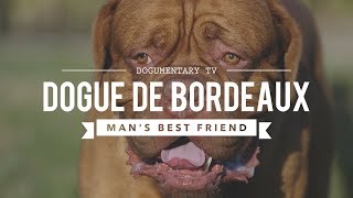 DOGUE DE BORDEAUX MANS BEST FRIEND [upl. by Alyakcim]