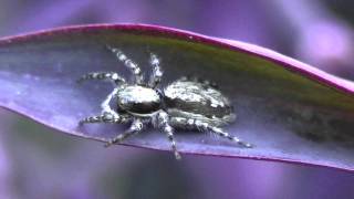 Menemerus bivittatus female ♀ Species Jumping Spider in plant  Tradescantia pallida purpurea [upl. by Avictor]