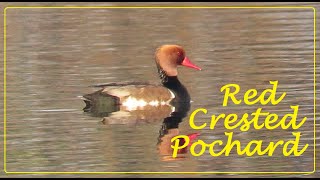 Beautiful Red Crested Pochard duck swimming in the pond  Nature Videos [upl. by Talyah299]