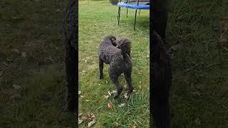 Goldendoodle VS baby Goldendoodle [upl. by Assiral]