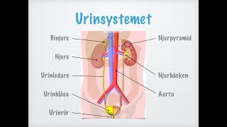 Vattenbalans och njurar [upl. by Guglielma903]
