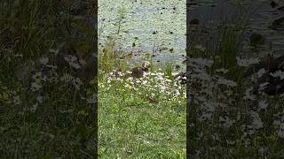 Goslings at Holden Arboretum [upl. by Rovaert]