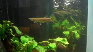 hujeta gar silver  rocket  characin gar  in a 55 gallon planted african cichlid tank [upl. by Mulry]