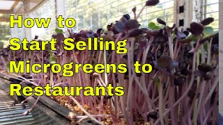 How to Start Selling Microgreens to the Restaurants [upl. by Illoh]