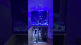 AquaOne Reefsys 180 [upl. by Moth]