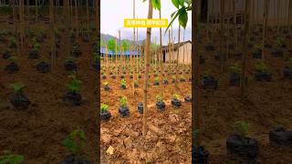 Cuttings of kudzu planting process frame traction Mu yield 3000 [upl. by Kaczer]