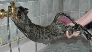 Los Gatos No Quieren Bañarse  Baño Divertido Del Gato [upl. by Ayatal]