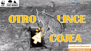 Un LINCE no identificado COJEA ostensiblemente 24 de diciembre de 2023 Territorio Lince lince [upl. by Abihsat520]