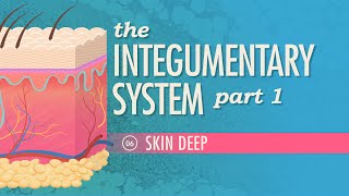 The Integumentary System Part 1  Skin Deep Crash Course Anatomy amp Physiology 6 [upl. by Enirehtak]