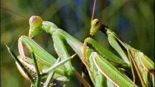 Mantis Mating  Wildlife On One Enter The Mantis  BBC Earth [upl. by Novaat]