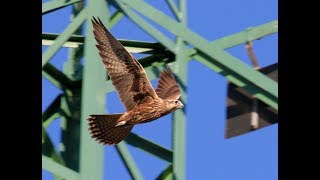 The Saker Falcon – A Precious Gem of the Lowlands [upl. by Enetsuj]