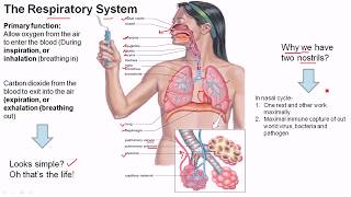 Human Physiology Respiratory system part1 Bangla [upl. by Aicac268]