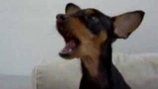 mini pinscher talking [upl. by Alper]