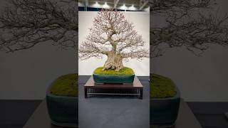 Korean hornbeam Expo Bonsai Show 2023 bonsai bonsaitree bonsaishow bonsaimini bonsailife tree [upl. by Bascio]