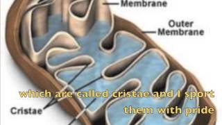 Organelles Rap [upl. by Farah]