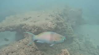 Hanauma Bay Dive Tours guided snorkel tour on June 5 2024 [upl. by Koenig594]