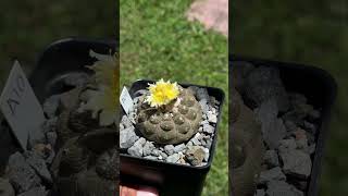 Would you like to see where Copiapoa hypogaea lizard skin comes from [upl. by Cired385]