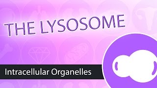 Intracellular Organelles The Lysosome [upl. by Nasia]